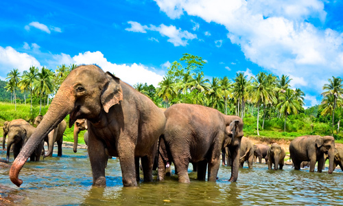 Sri Lanka